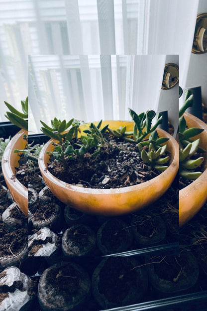 One of a kind hand-crafted very pale blue resin succulent garden bowl